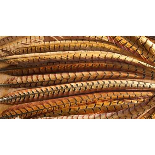 Cock Pheasant Centre Tails VENIARD