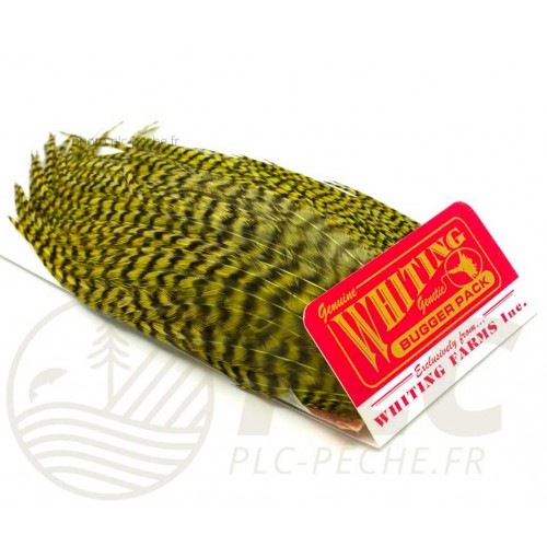 Plumes Whiting Bugger Pack Grizzly dyed Olive