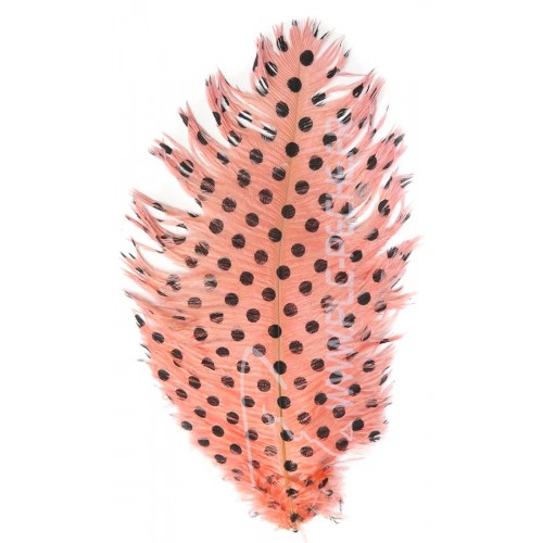 Shrimp Pink Dotted