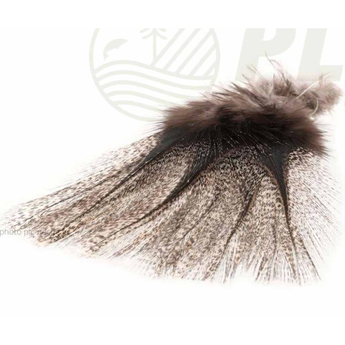 Plumes Pardo PETITJEAN x12