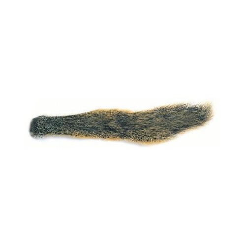 Fox Squirrel tail natural écureuil