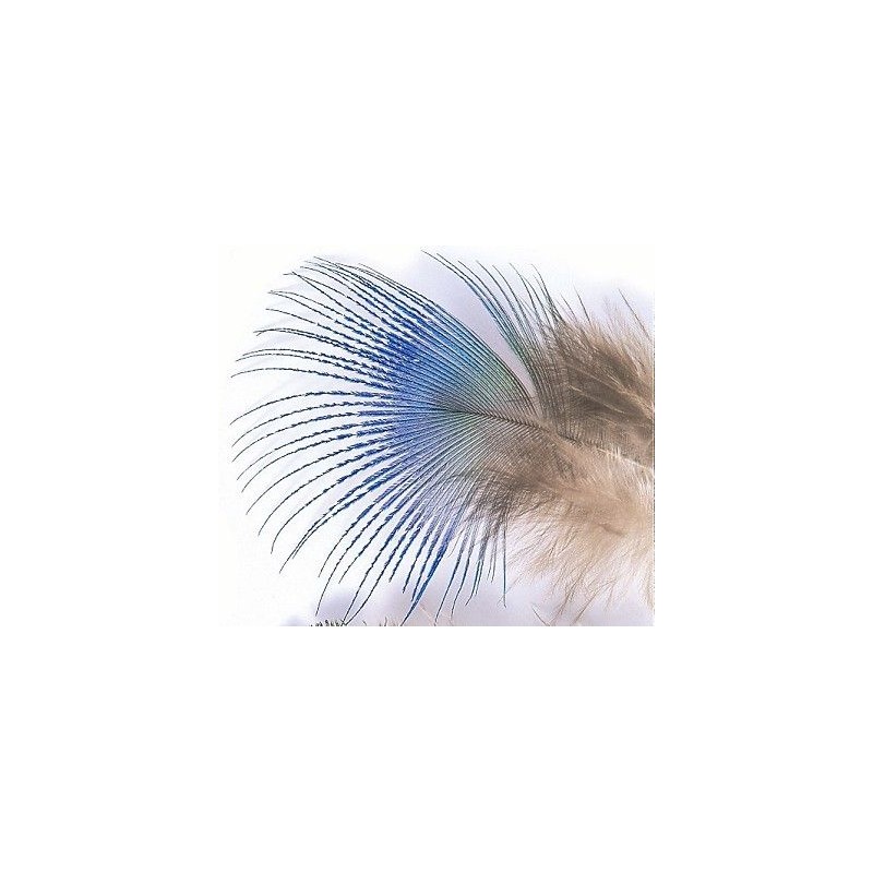 Plume de paon Peacock blue neck